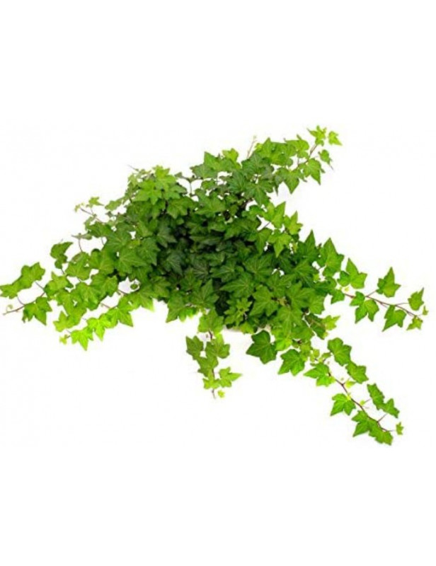 Hahns Ivy Variegated