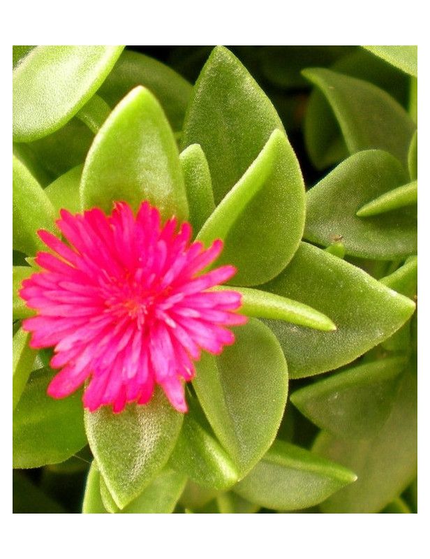 Hearts & Flowers Variegated