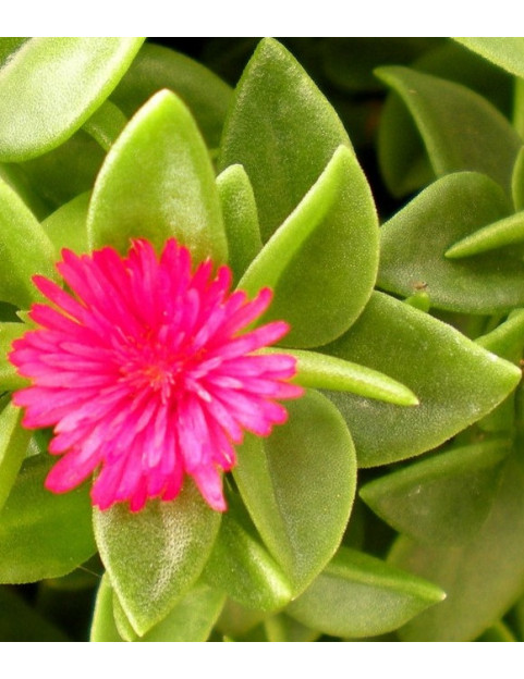 Hearts & Flowers Variegated