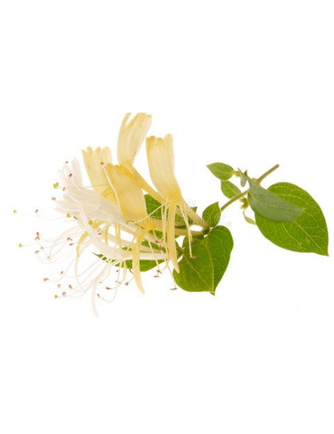 Honeysuckle