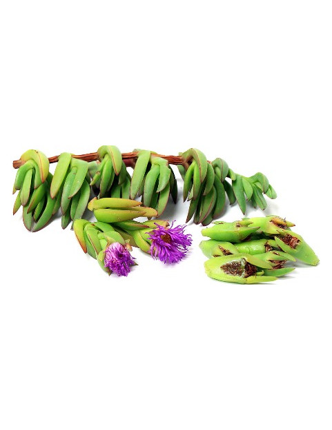 Ice Plant Algerian Variegated