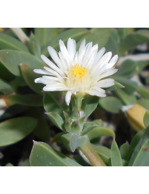 Ice Plant Disneyland White