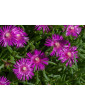 Ice Plant Freeway Purple