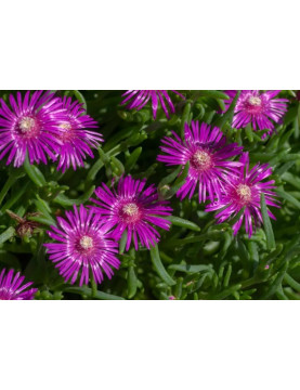 Ice Plant Freeway Purple