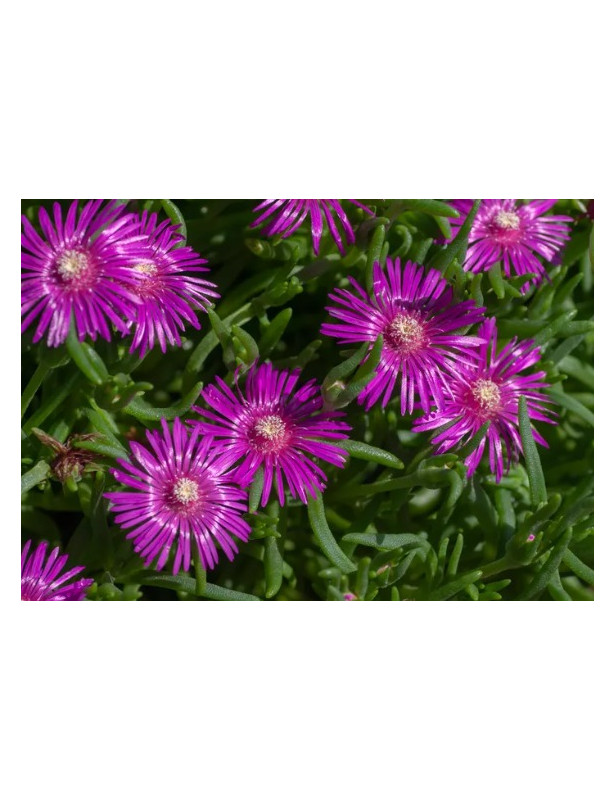 Ice Plant Freeway Purple