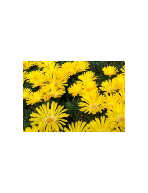 Ice Plant Freeway Yellow