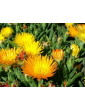 Ice Plant Gold Bush