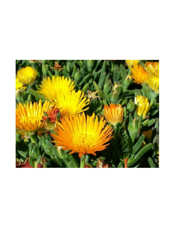 Ice Plant Gold Bush