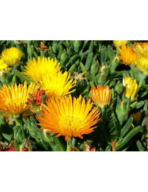 Ice Plant Gold Bush