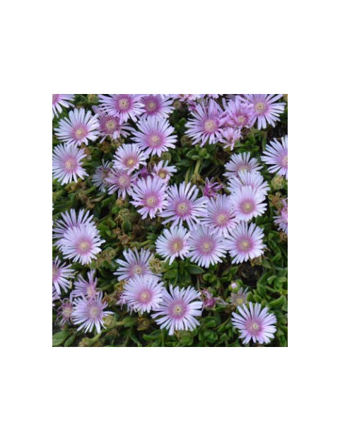 Ice Plant Lavender