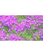 Ice Plant Rosea Lavender
