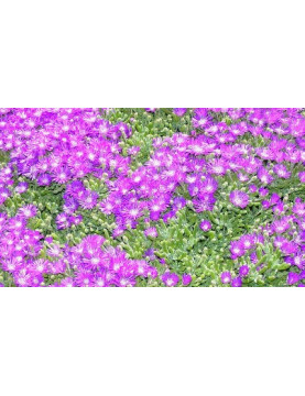 Ice Plant Rosea Lavender