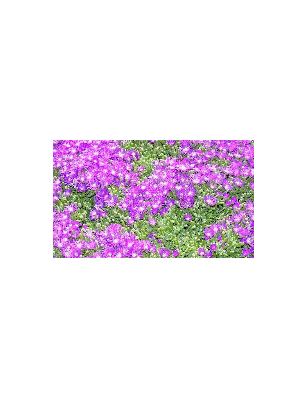 Ice Plant Rosea Lavender