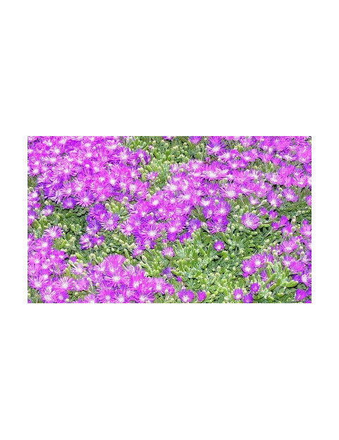 Ice Plant Rosea Lavender