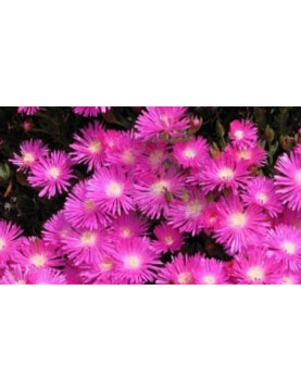 Ice Plant Rosea Pink