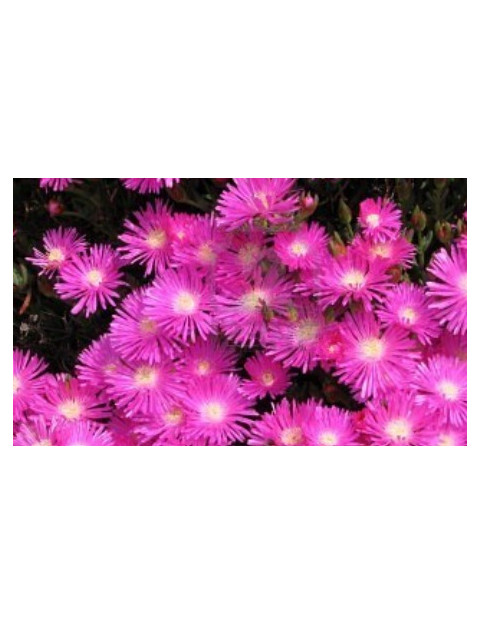 Ice Plant Rosea Pink