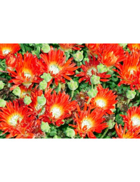 Ice Plant Red Spike Bush