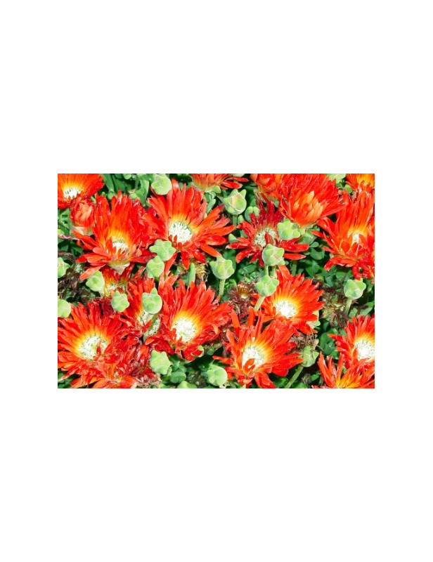 Ice Plant Red Spike Bush