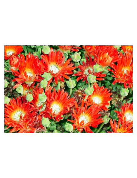Ice Plant Red Spike Bush