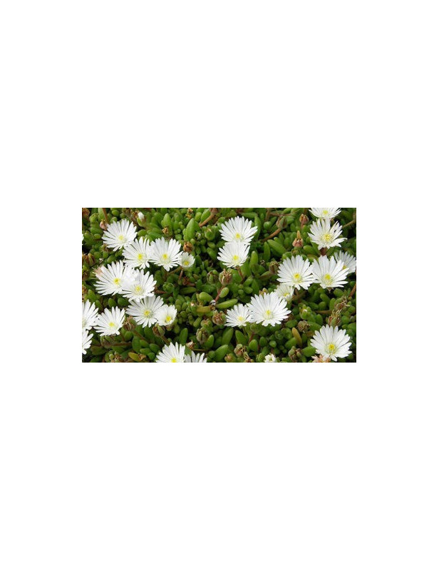 Ice Plant White