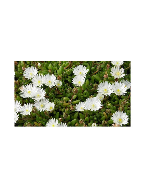 Ice Plant White
