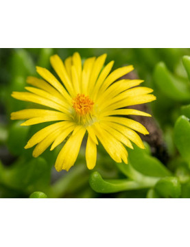Ice Plant Yellow