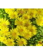 Ice Plant Yellow Bush