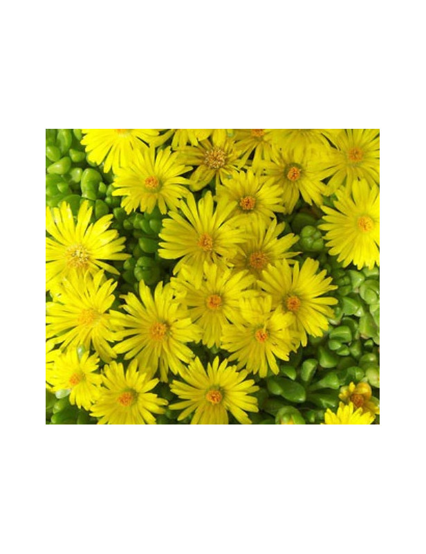 Ice Plant Yellow Bush