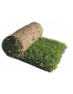 Korean Grass