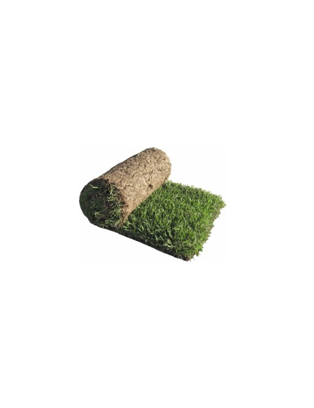 Korean Grass