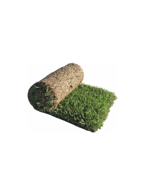 Korean Grass