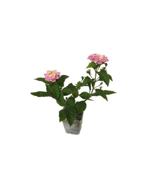 Lantana Irene