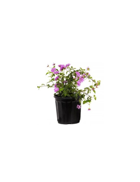 Lantana Lavender