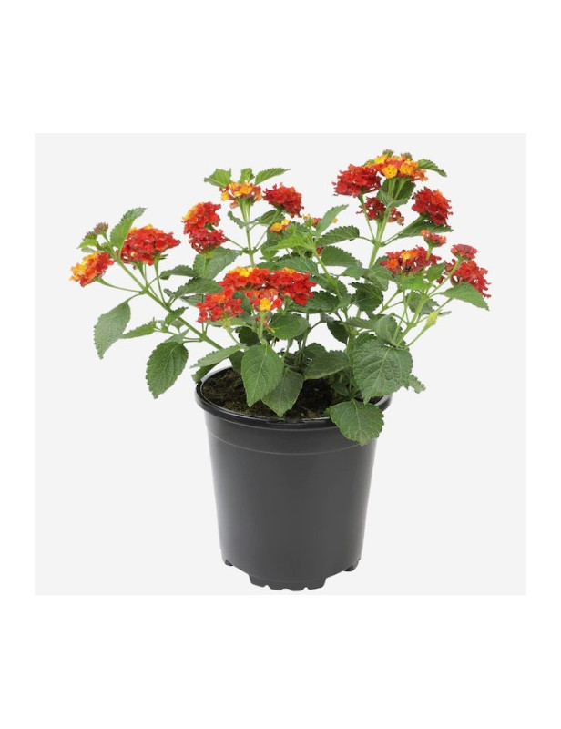 Red Lantana 