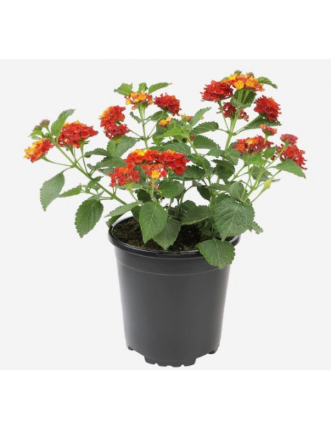 Red Lantana 