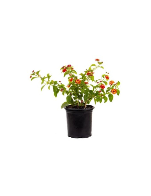Lantana Red Dallas