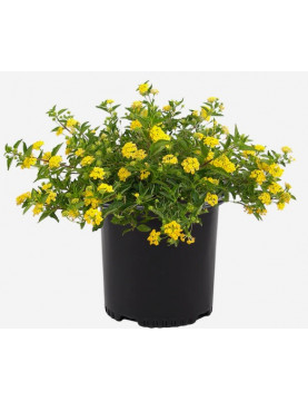 Yellow Lantana 