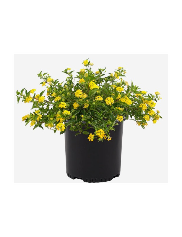 Yellow Lantana 