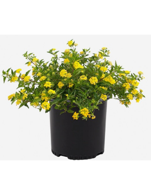 Yellow Lantana 