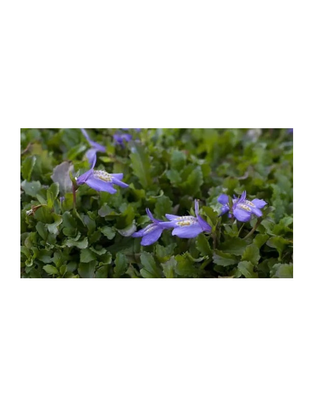 Mazus Blue