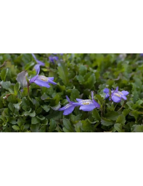 Mazus Blue