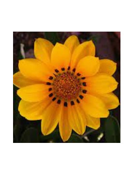 Moon Glow Gazania