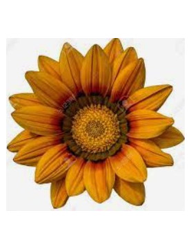 Orange Gazania Trailing