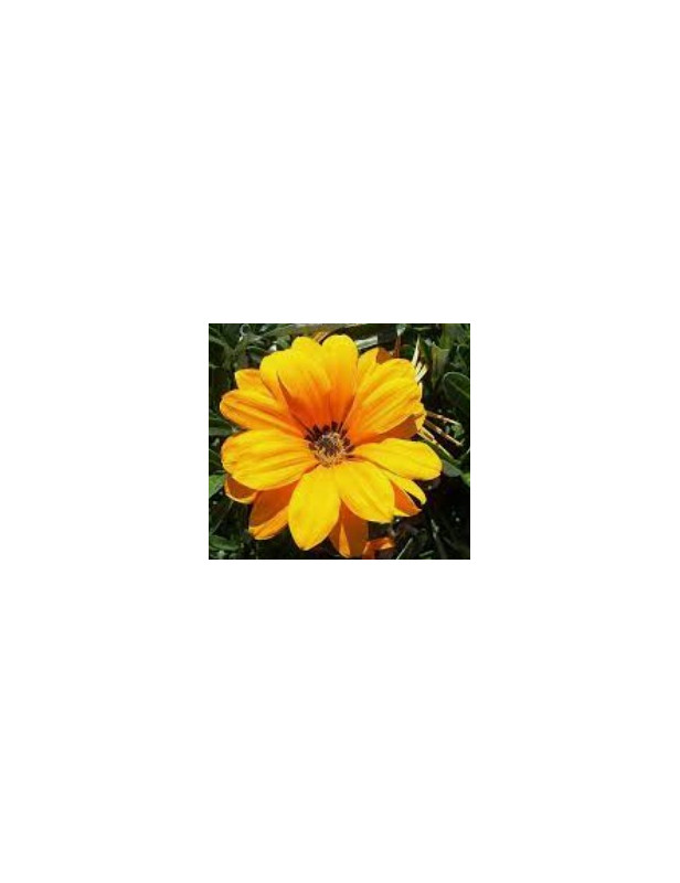 Orange Sunburst Gazania