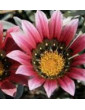 Pink Gazania Trailing