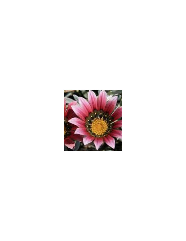 Pink Gazania Trailing