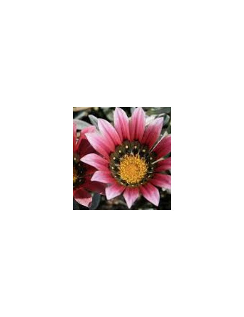 Pink Gazania Trailing