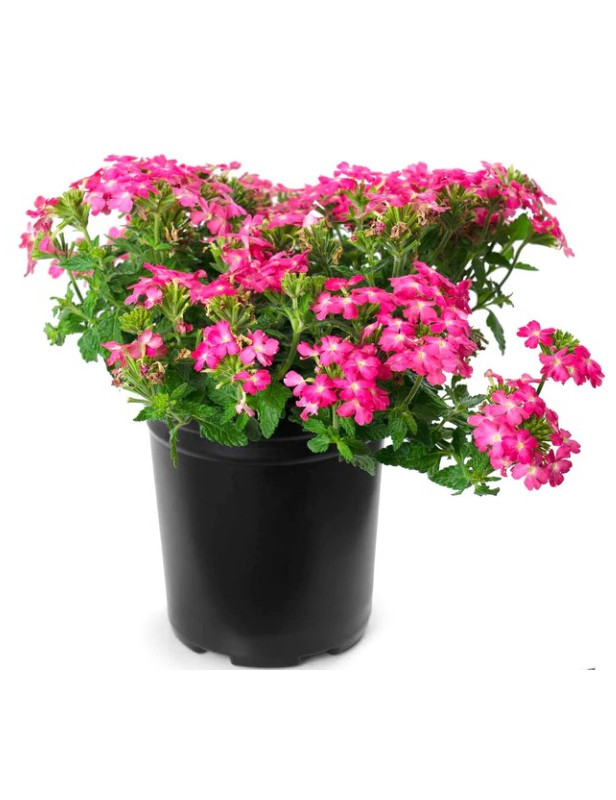 Pink Verbena
