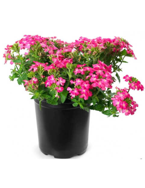 Pink Verbena