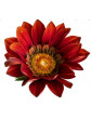 Red Gazania Trailing